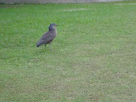ズグロミゾゴイ 幼鳥1 ズグロミゾゴイ,頭黒溝五位,幼鳥の写真素材