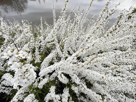 Photo, yukiyanagi, snow willow, flower, 