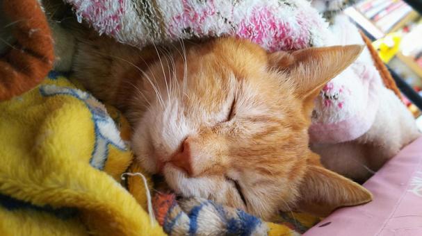 チャトラの寝顔 猫,チャトラ,寝顔の写真素材