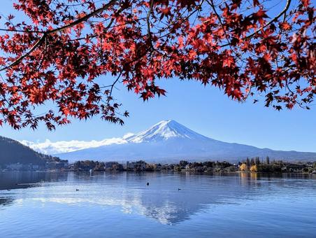 モミジと見る河口湖富士 富士山,秋,紅葉の写真素材
