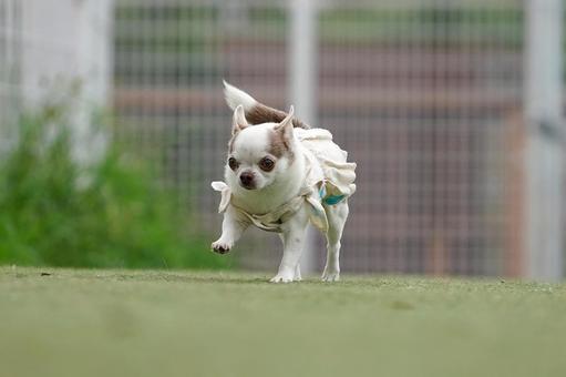 ドッグランのワンコ ドッグランのワンコ 犬,ワンコ,dogの写真素材