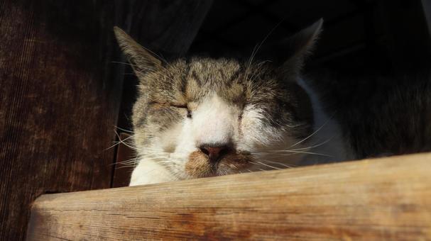 日向ぼっことお昼寝が日課のもふもふな猫様 猫,キジシロ,眠り猫の写真素材