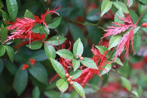 もみじ落ち葉と万両の写真