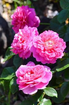 薔薇 プリンセスアン 薔薇 プリンセスアン 薔薇,プリンセスアン,ピンクの写真素材