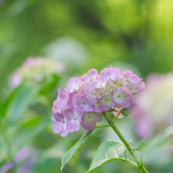 大宮第二公園の紫陽花 大宮第二公園の紫陽花 アジサイ,6月,梅雨の写真素材