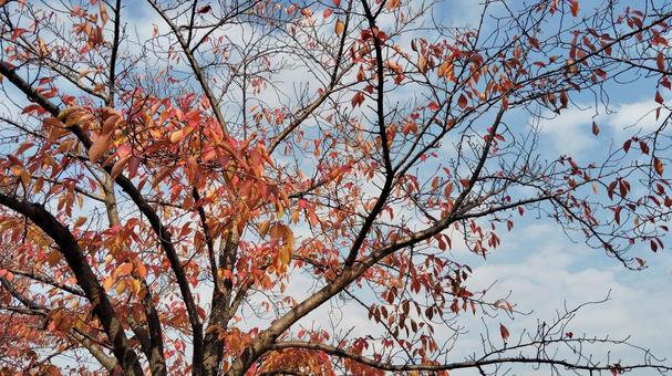 空と紅葉 紅葉,赤,木の写真素材