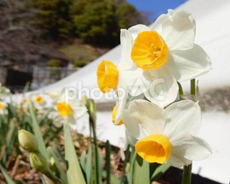 【花の写真】スイセンの花 自然,風景,景色の写真素材
