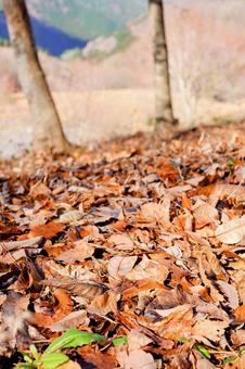Photo, forest, hardwoods, autumn, 