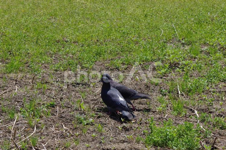 仲が良さそうな二羽の鳩 鳩,二羽,仲が良いの写真素材