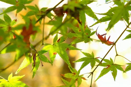 青紅葉 青紅葉の写真