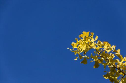 運動公園のイチョウ11（豊橋市） イチョウ,並木道,岩田運動公園の写真素材