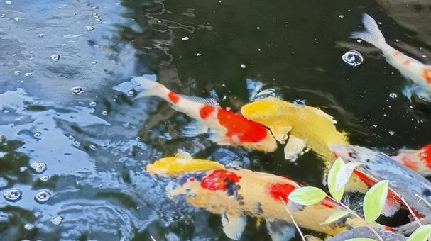 泳ぐ宝石錦鯉 泳ぐ宝石錦鯉 錦鯉,鯉,鑑賞魚の写真素材