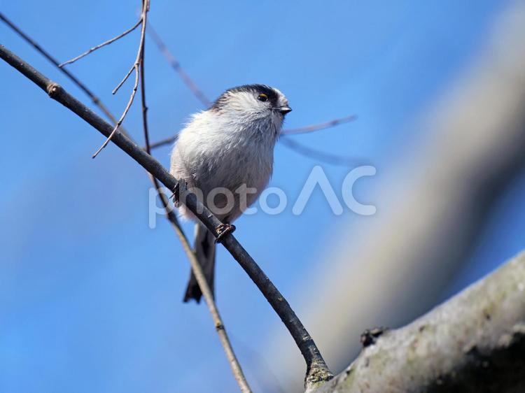 木の枝にとまっているエナガ エナガ,野鳥,小鳥の写真素材