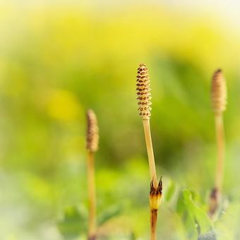菜の花畑のつくし つくし,土筆,植物の写真素材