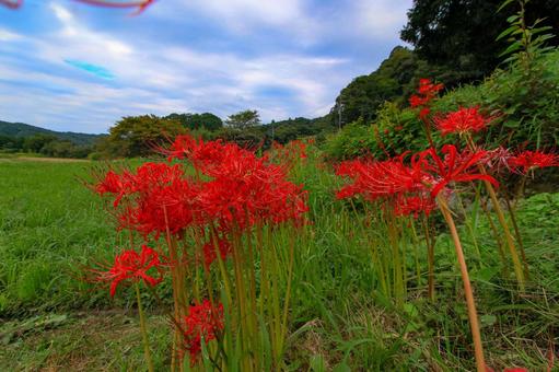 彼岸花 彼岸花,ヒガンバナ,秋の写真素材