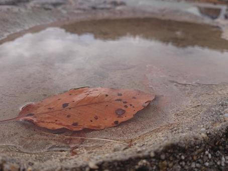 水溜まりの葉っぱの写真