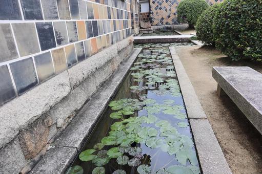Water Lily, JPG Water Lily, JPG