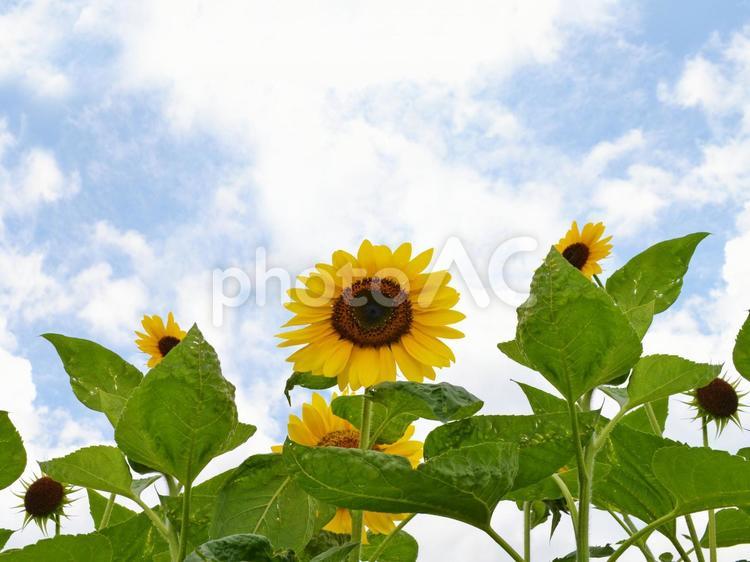 夏のイメージ　ひまわりと夏の空 向日葵,ヒマワリ,植物の写真素材