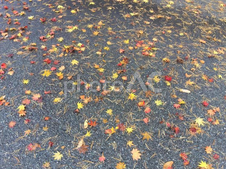 濡れ落ち葉 落ち葉,枯葉,自然の写真素材