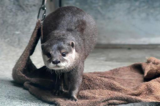 Photo, otter, kotumeka owaso, animal, 