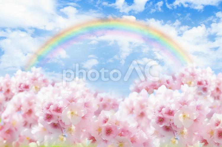 桜と虹 桜,花,春の写真素材