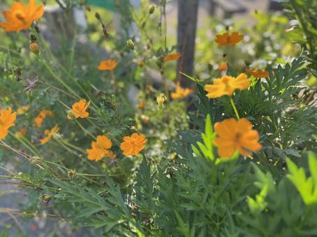 Yellow cosmos, JPG