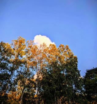 空と雲と紅葉 空と雲と紅葉 紅葉,空,木の写真素材