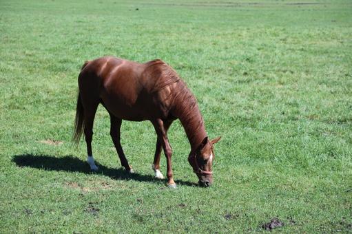 牧場 馬 牧場 馬の写真