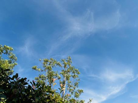 2種類の木と美しい空、秋の風景 2種類の木と美しい空、秋の風景 木,庭,2種類の写真素材