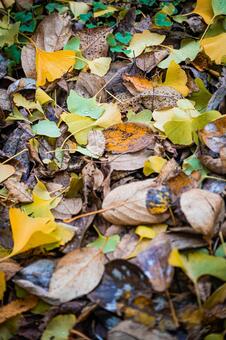 北海道　札幌市の紅葉 北海道,北,札幌市の写真素材