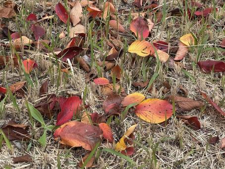 落ち葉 落ち葉,秋,自然の写真素材