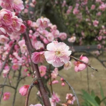 春の花 春の花の写真