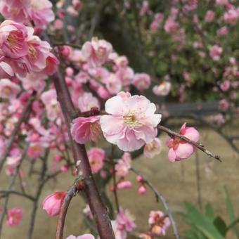 春の花 梅,春,3月の写真素材