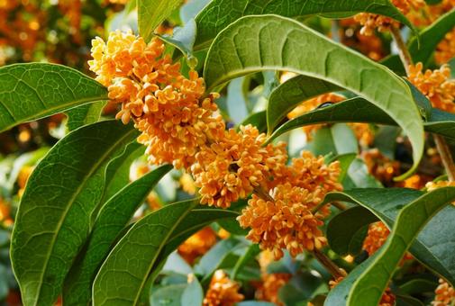 雨に濡れたキンモクセイ5 キンモクセイ,金木犀,甘い匂いの写真素材