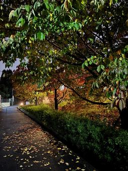 落ち葉の夜道1 歩道,遊歩道,落ち葉の写真素材
