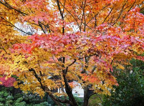 見頃で美しい紅葉 2 見頃で美しい紅葉 2の写真