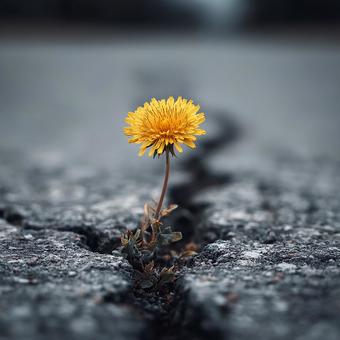 ひび割れから咲くタンポポの写真