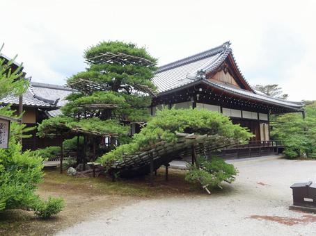 京都 鹿苑寺 金閣寺 陸船の松 京都 鹿苑寺 金閣寺 陸船の松 京都,鹿苑寺,金閣寺の写真素材