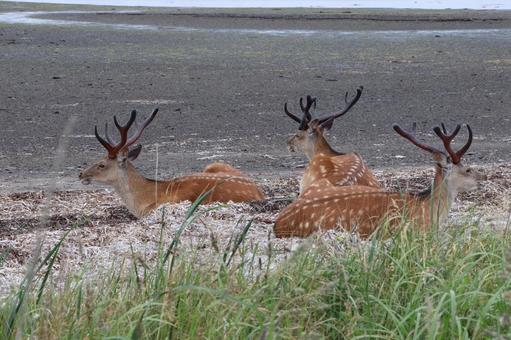 Photo, ezoshima, yezo deer, deer, 