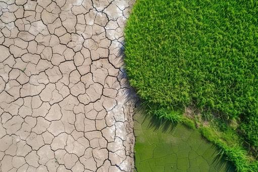 干ばつによるひび割れた地面と青々とした稲 干ばつによるひび割れた地面と青々とした稲の写真