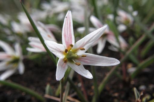 Photo, amana, close-up, weed, 