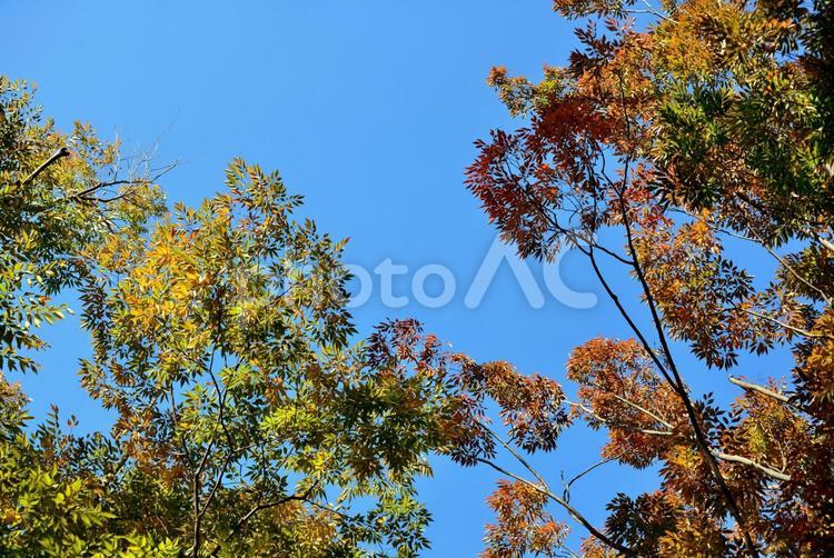 青空を覆う秋の木々1 葉,木,樹木の写真素材