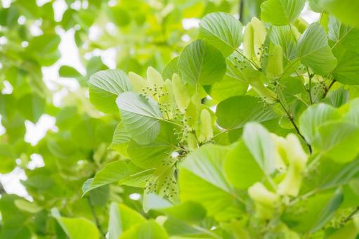 Bodhi tree⑶, JPG Bodhi tree⑶, JPG