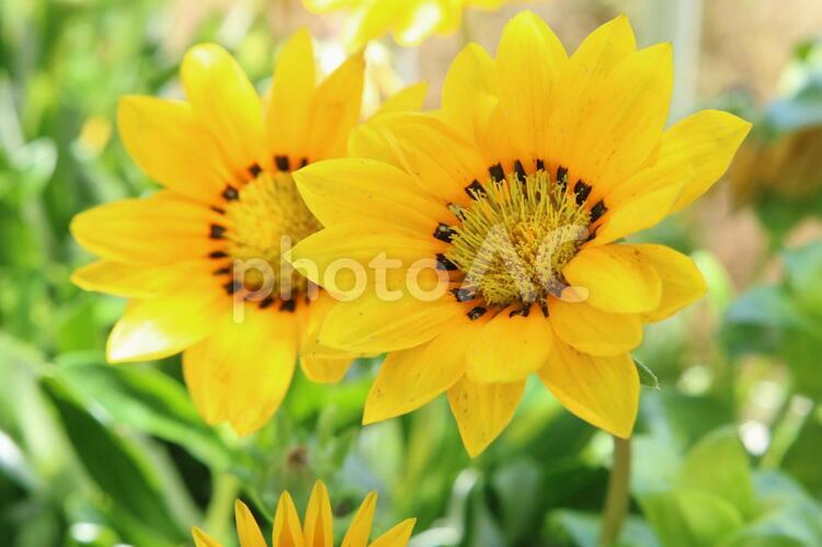 光の中のガザニア　黄色の花　可憐な花　ガーデニング ガザニア,黄色い花,ガーデニングの写真素材