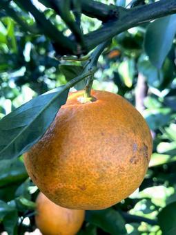 傷がついたみかんのイメージ みかん,食材,食べ物の写真素材