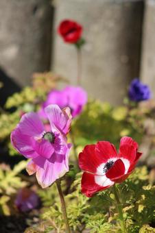 花壇の花 花壇の花の写真