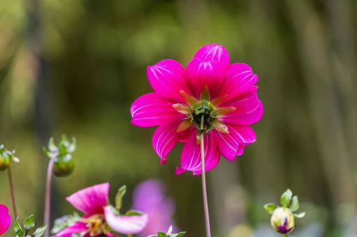 後ろ姿のピンクのダリア ダリア,天竺牡丹,花の写真素材