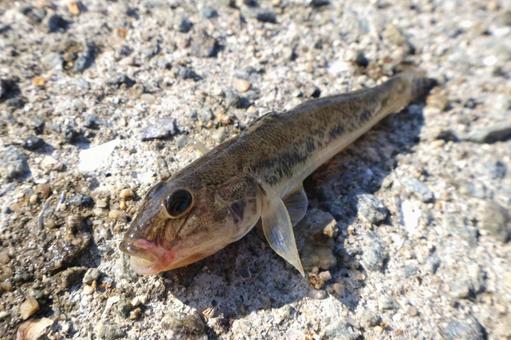 釣りで釣れたハゼ(マハゼ)魚 釣りで釣れたハゼ(マハゼ)魚の写真