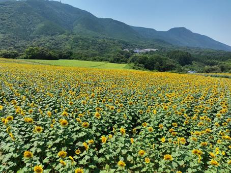 ひまわり畑 ひまわり畑 ひまわり畑,ひまわり,向日葵の写真素材
