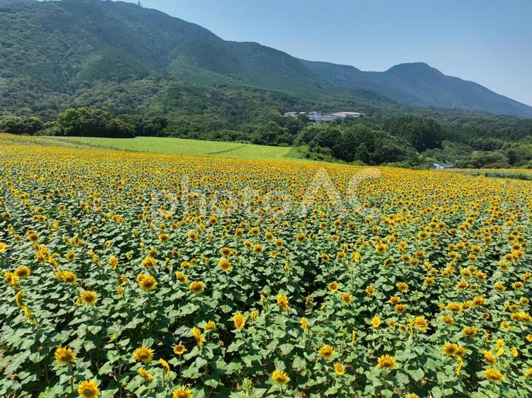 ひまわり畑 ひまわり畑,ひまわり,向日葵の写真素材